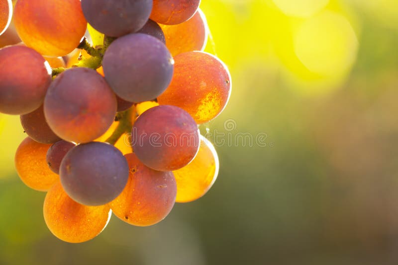 Extrem close-up of rose wine grapes in the morning sun