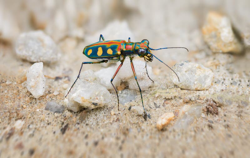 Extrem Closeup av en ljust färgade Tiger Beetle i det löst arkivbilder Extrem Closeup av en ljust färgade Tiger Beetle i det löst arkivbilder