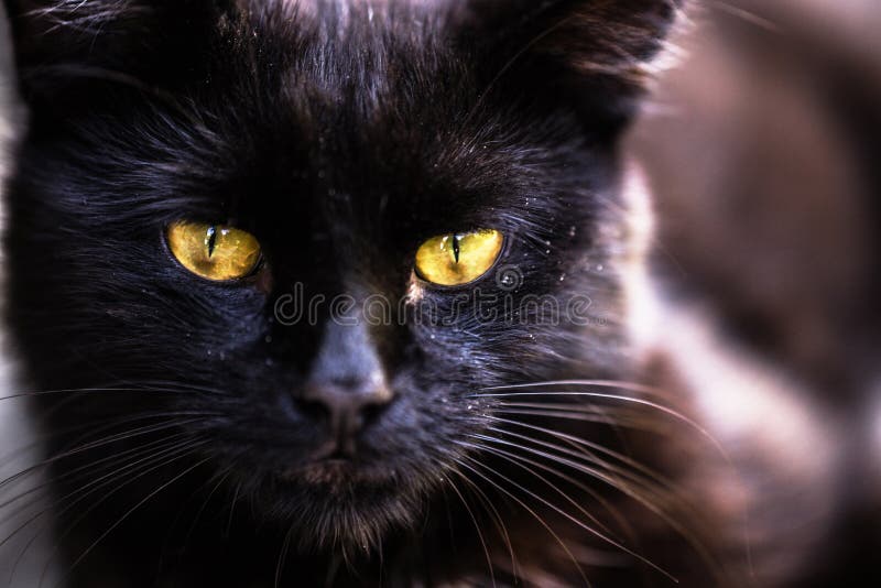 Foto de O Gato Preto Engraçado Rasgou O Papel Amarelo E Olhando Acima Jogo  De Gato e mais fotos de stock de Gato doméstico - iStock