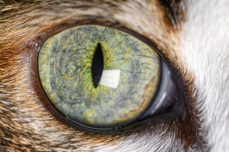 Extreme Close-Up Of Cat beautiful green Eye.