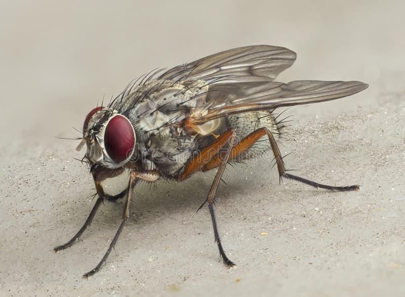 An Extreme Close-up Focus Stacked Image of a Commom House Fly. An Extreme Close-up Focus Stacked Image of a Common House Fly on a Light Background