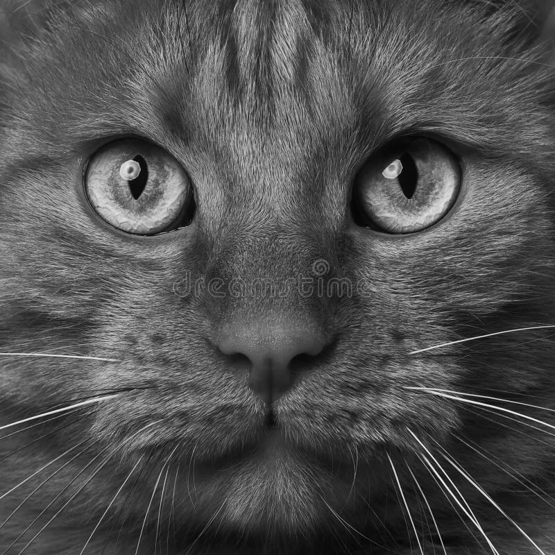Close Up Of A Ginger Cat Going Into A Blue Cat Litter Box. Stock Image