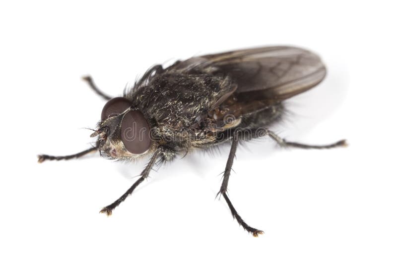 Extreme close-up of House fly isolated on white