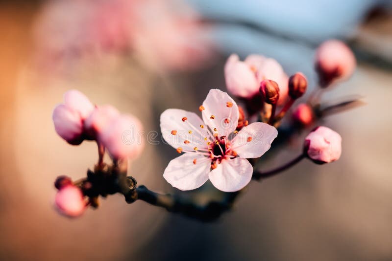 Extreme close-up macrofotografie van mooie bleek - roze kersenbloesem op een tak van een boom