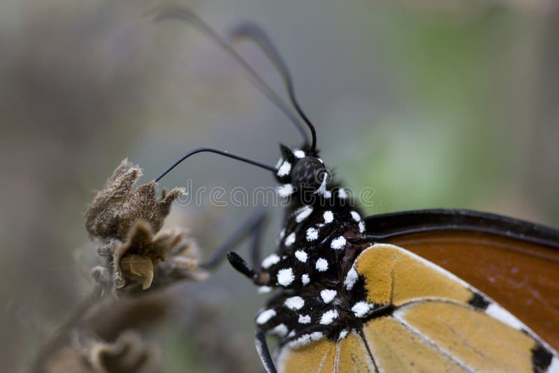 Extreme Close Up Of Monarch Butterfly Body. Stock Image Image of