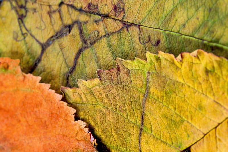 A Closeup of the Veins on Autumn Leaves Stock Photo - Image of natural ...