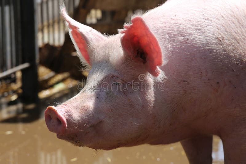 Extreme close up portrait of young pig sow
