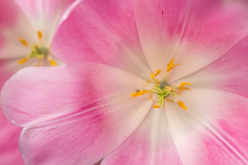 Extreme close up shot of pink Tulip flower stock photos