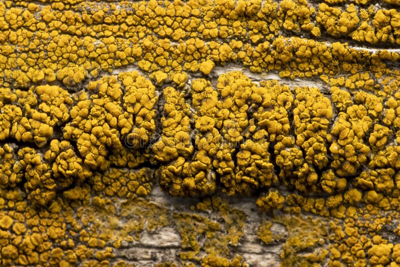 Yellow fungus on wood post