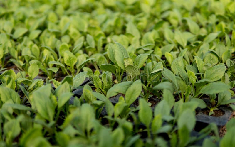 Extreme Close Up of Small Plants Stock Image Image of tiny, healthy 95831491