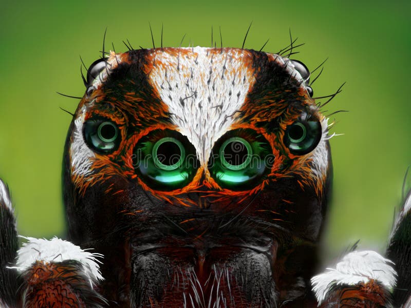 Turkish jumping spider closeup