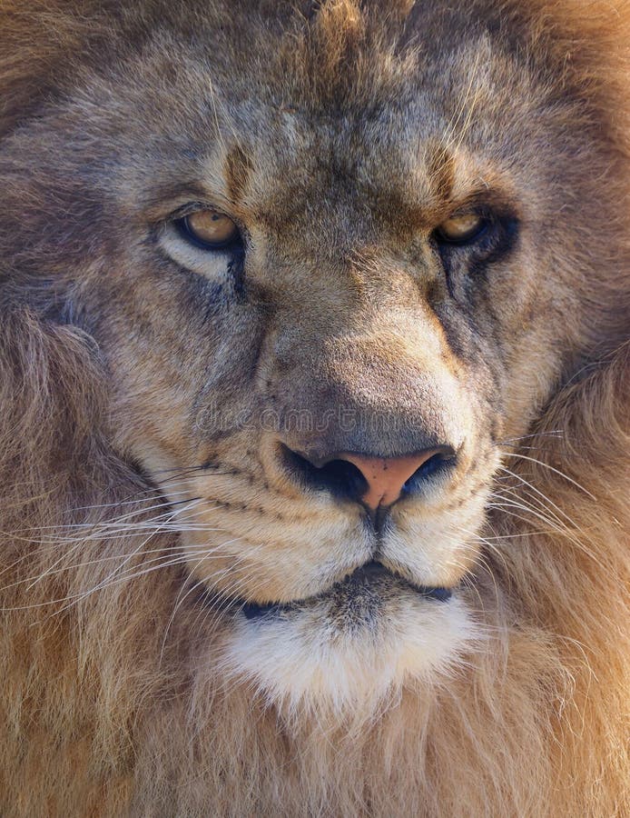 Extreme Close-up van een Mannelijke Afrikaanse Leeuw stock foto Extreme Close-up van een Mannelijke Afrikaanse Leeuw stock foto
