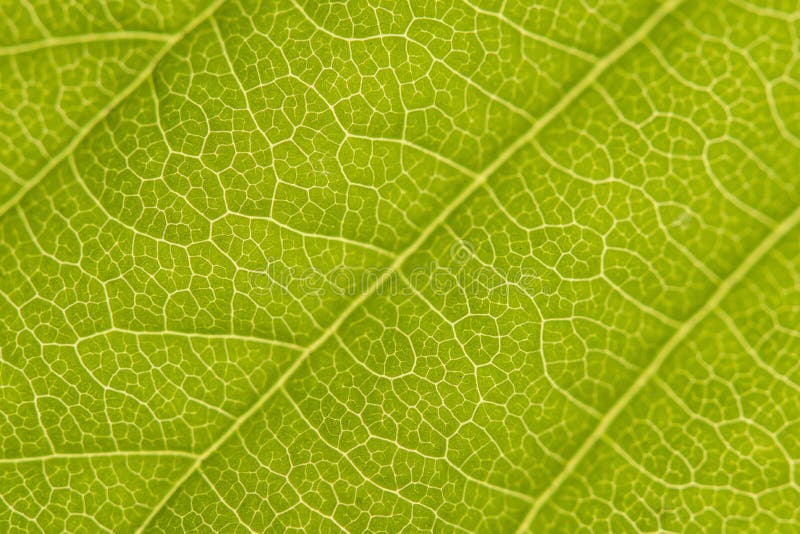 Closeup of chestnut leaf with full frame plant cells royalty free stock images Closeup of chestnut leaf with full frame plant cells royalty free stock images