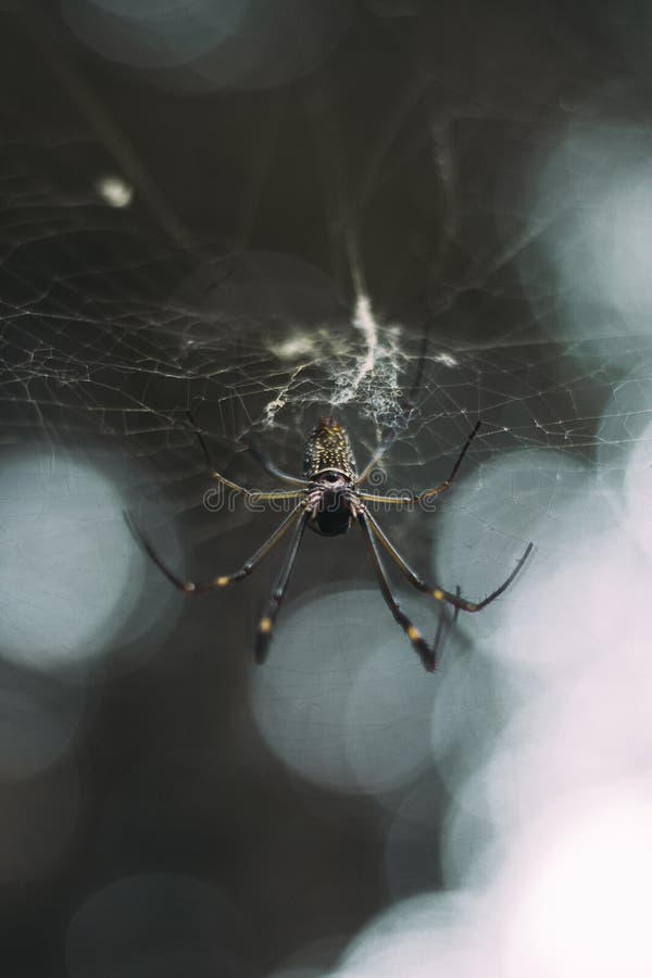 Extreme closeup shot of a black and white spider knitting a spider web in a forest stock photos Extreme closeup shot of a black and white spider knitting a spider web in a forest stock photos