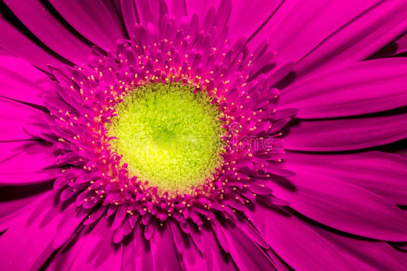 Extrémne podrobné makro fialovej, gerbera kvet so žltým stredom a krásne mäkké plátky.