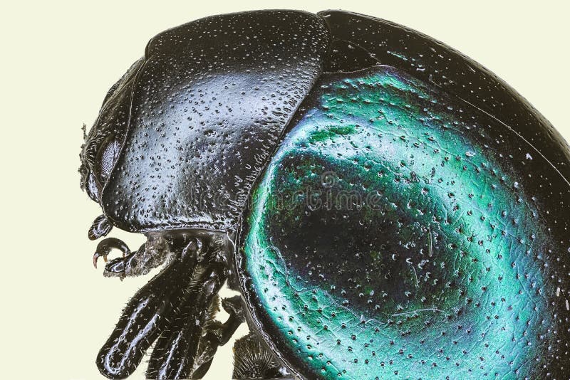 Extreme macro bamboo shoot weevil stock photo