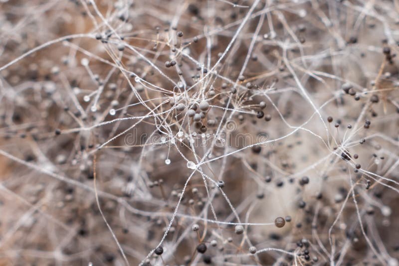 Extreme macro close-up of Bread Mold Rhizopus stock image