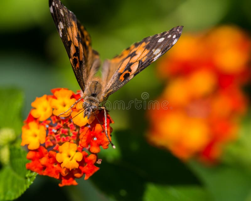 Extreme macro detailed closeup of painted lady butterfly feeding / pollinating on wildflower - in Minnesota stock photography Extreme macro detailed closeup of painted lady butterfly feeding / pollinating on wildflower - in Minnesota stock photography