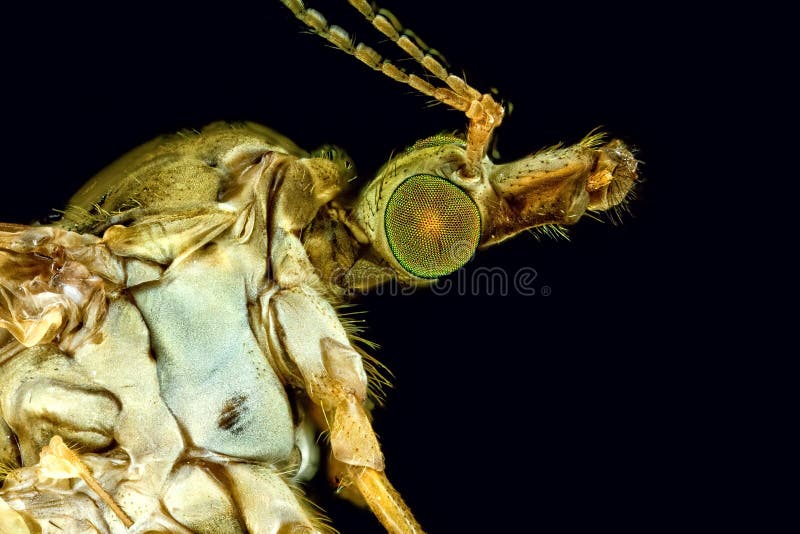 Extreme macro of a female crane fly stock images