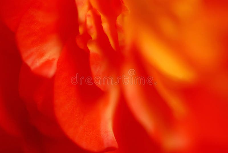 Extreme macro flower royalty free stock photo