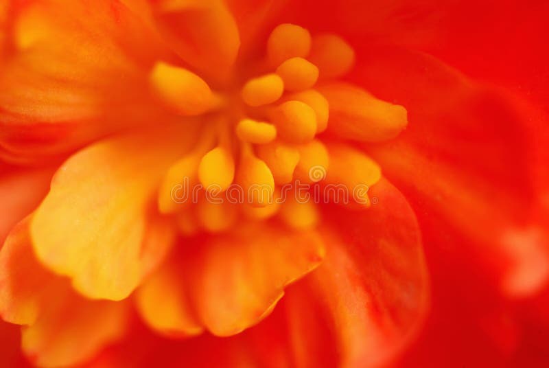 Extreme macro flower royalty free stock images