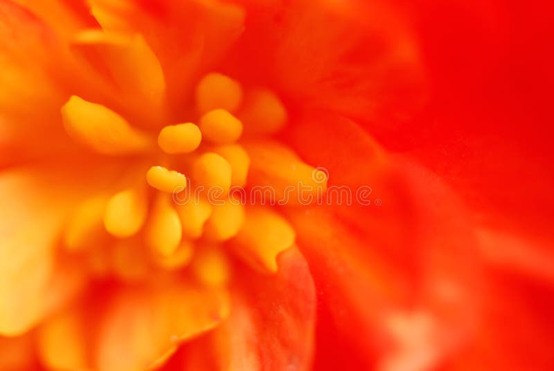 Extreme macro flower stock images