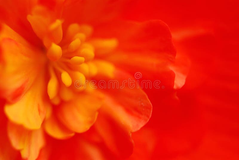 Extreme macro flower royalty free stock image