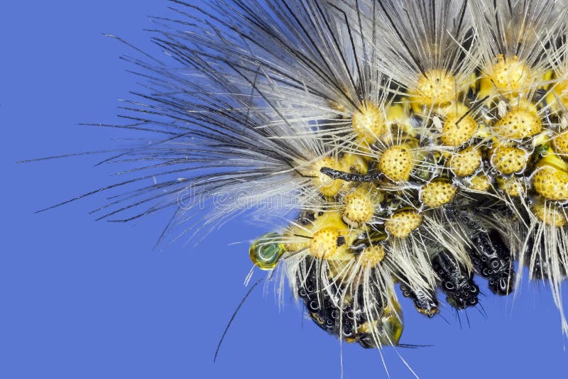 Extreme macro giant silkworm caterpillar royalty free stock photography