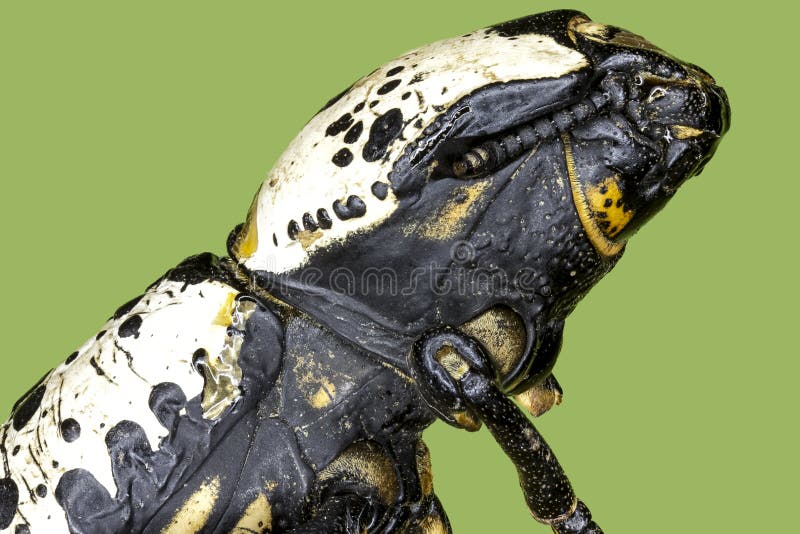 Extreme macro hardwood stump beetle stock images