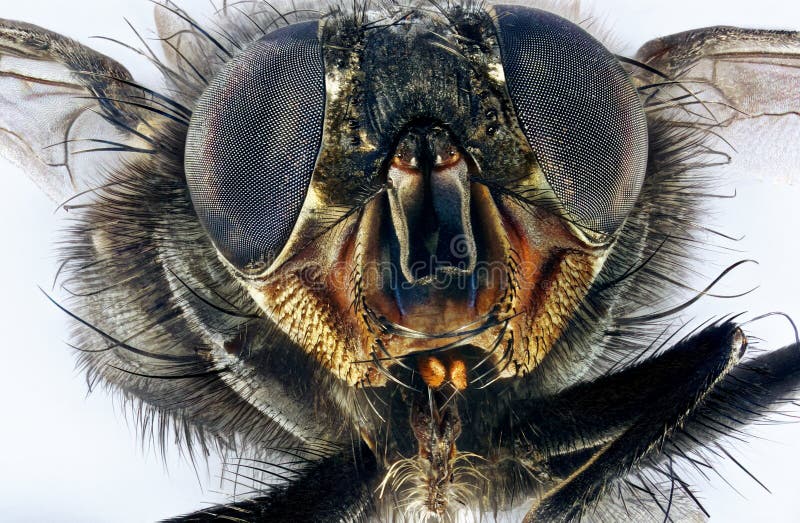 An extreme macro of a housefly. This image consists of many shots. An extreme macro of a housefly. This image consists of many shots.