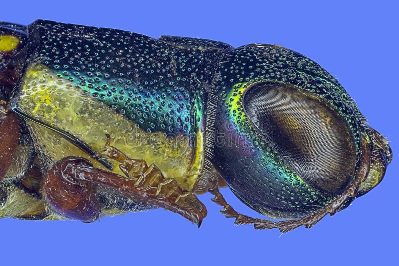 Extreme macro insect royalty free stock photos