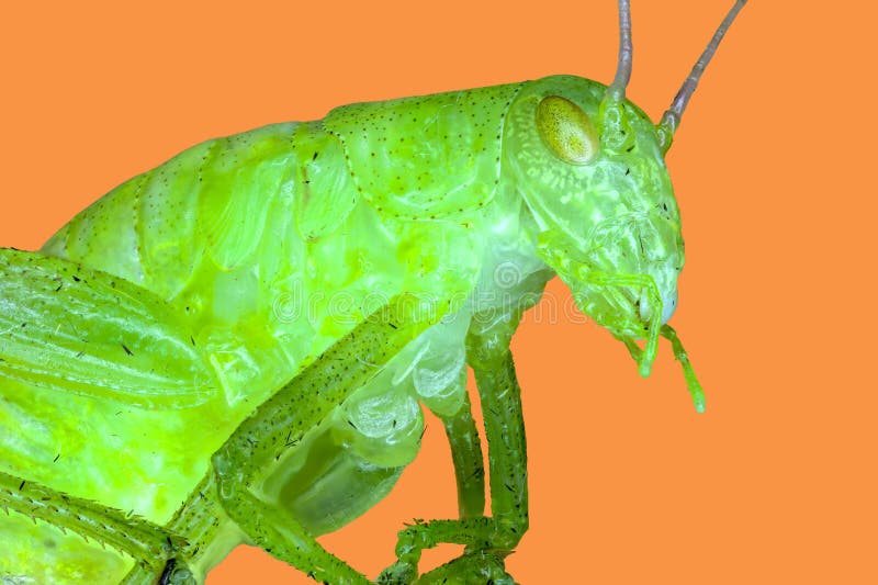 Extreme macro insect stock image