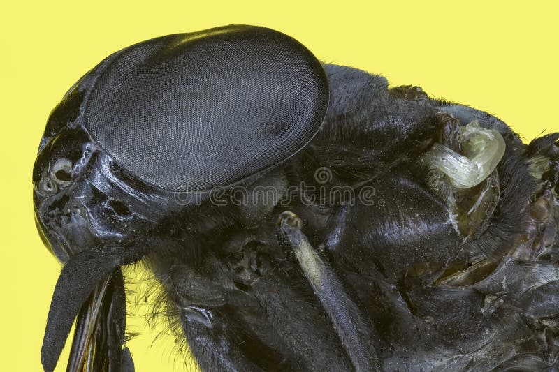 Extreme macro insect fly royalty free stock image