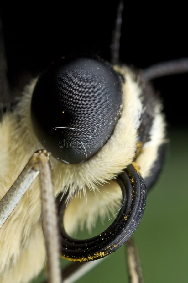 Extreme macro of a lime butterfly stock image