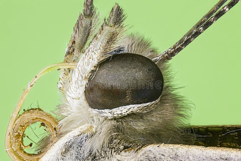 Extreme macro monarch butterfly stock photos