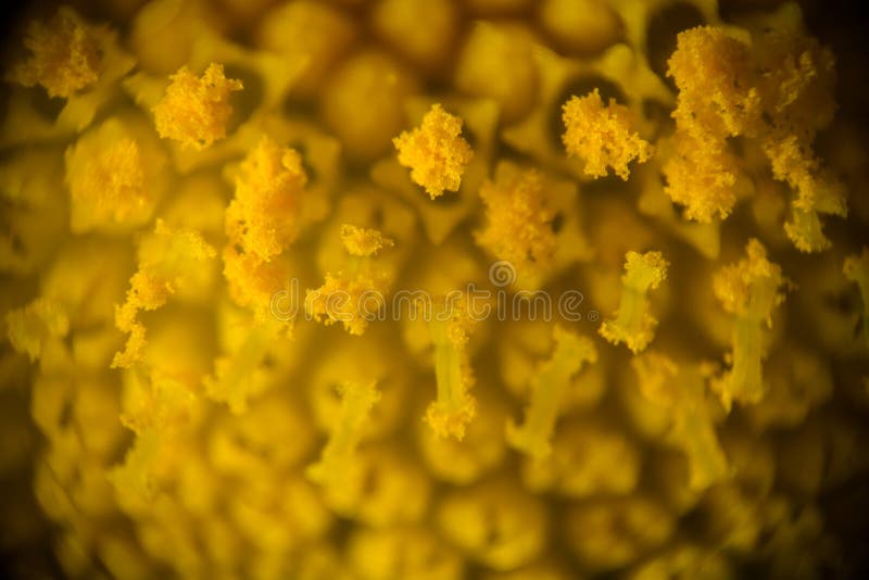 Extreme macro photography of flower, yellow pistils and stamens stock photo Extreme macro photography of flower, yellow pistils and stamens stock photo