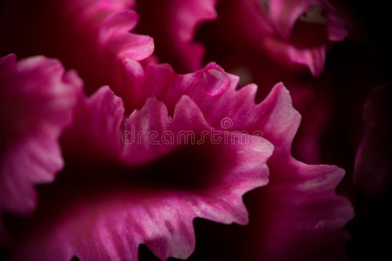 Extreme macro: pink stock image