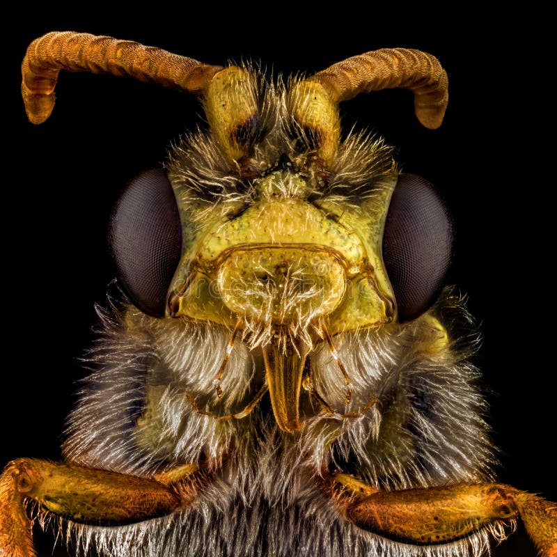 Extreme macro portrait of a bee stock image
