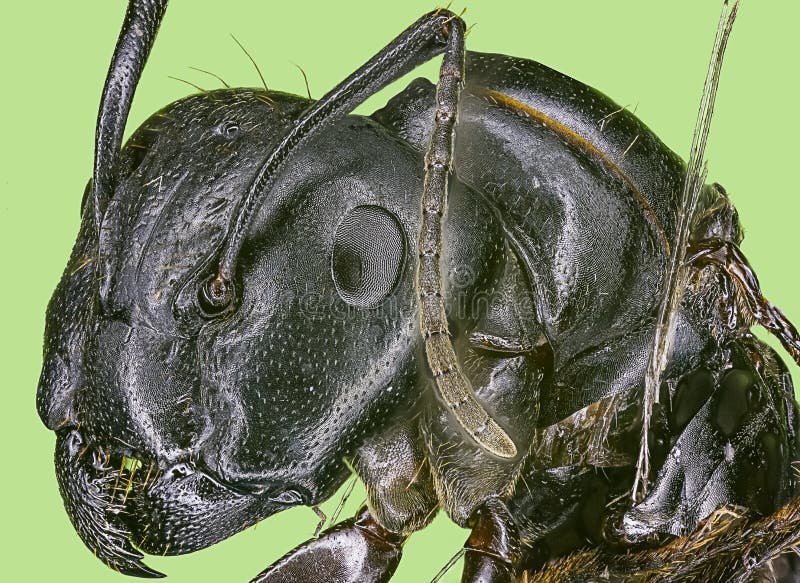 Extreme macro queen carpenter ant royalty free stock image