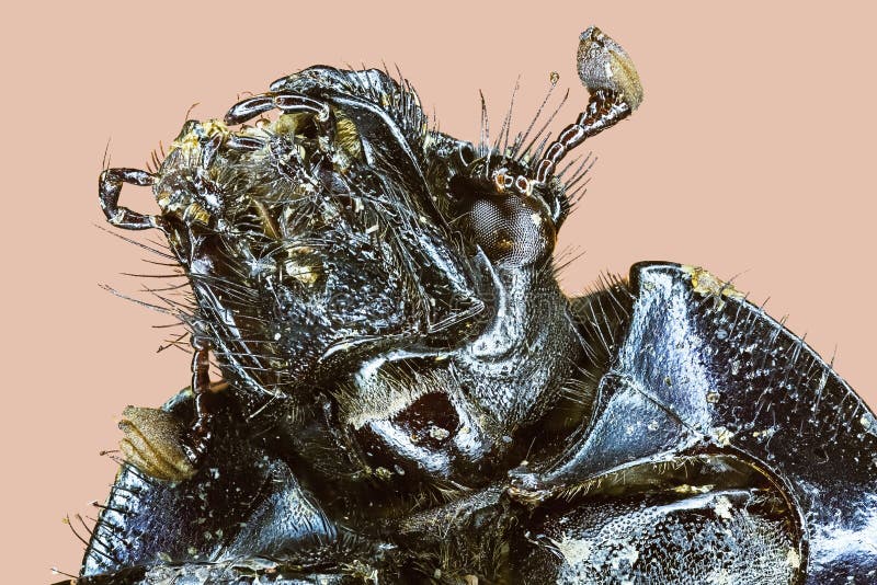 Extreme macro rain beetle stock photography