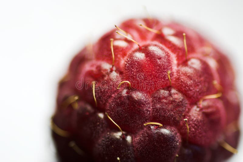 Extreme macro of raspberry royalty free stock image