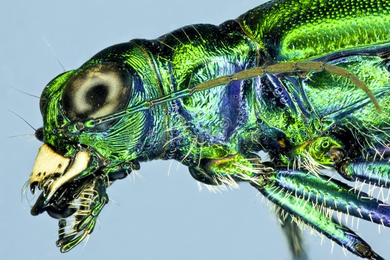 Extreme macro tiger beetle stock photos