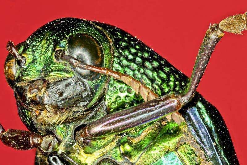 Extreme macro tiger beetle stock photo