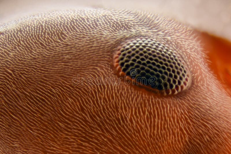 Extreme Magnification Ant Eye Stock Image Image of macro