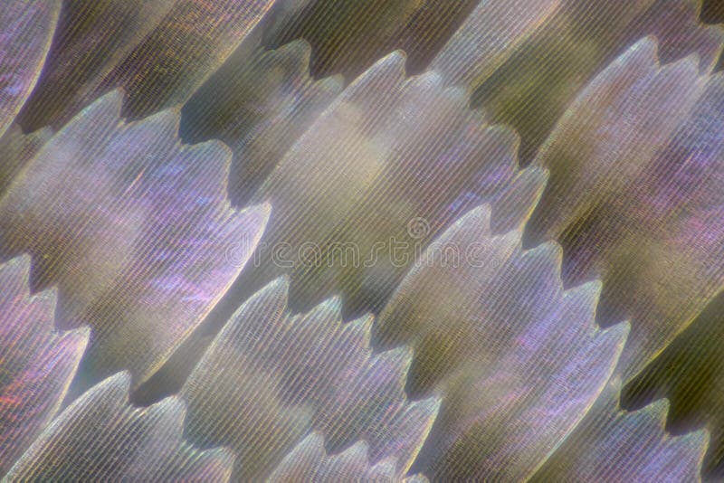 Extreme Magnification Butterfly Wing Under the Microscope, 100x