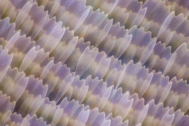 Extreme Magnification Butterfly Wing Under the Microscope, 50x