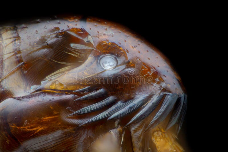 Extreme Magnification - Flea At Microscope, 50x Magnification Stock Image -  Image of clinical, macro: 143419669