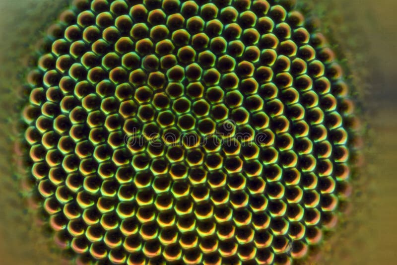 Extreme Magnification Fly Compound Eye At Microscope X Magnification