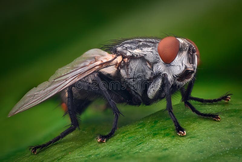 Extreme magnification - House fly closeup