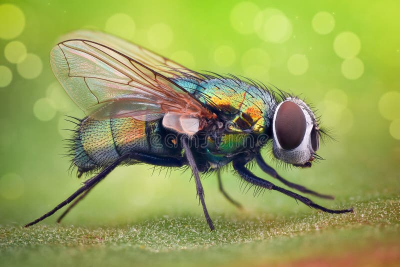 Extreme magnification - House fly closeup